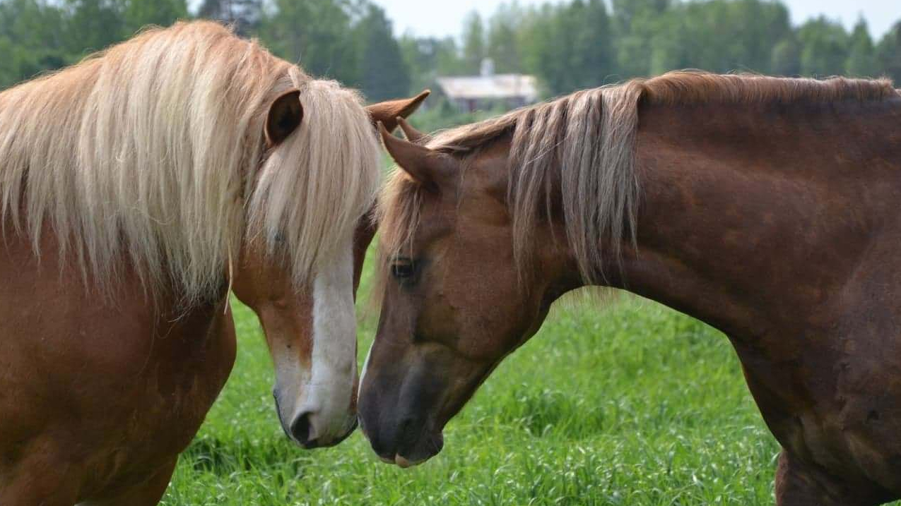 57558573_307278463300464_8798641402398375936_n